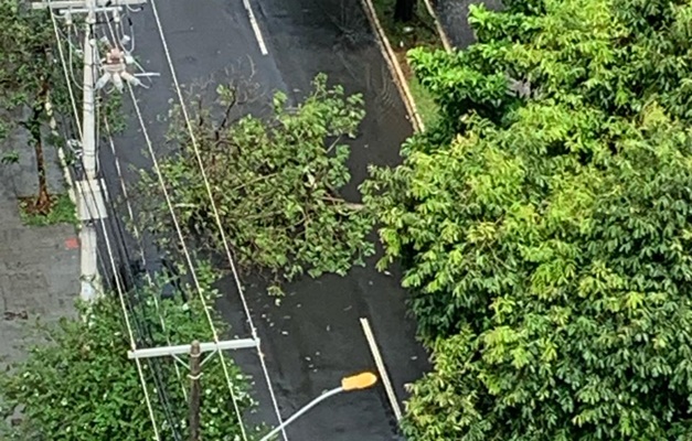 Chuva Provoca Queda De Rvore Na Alameda Dos Buritis Em Goi Nia