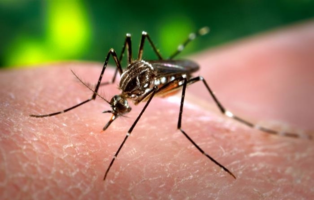 Cientistas identificam gene que determina sexo do 'Aedes aegypti'