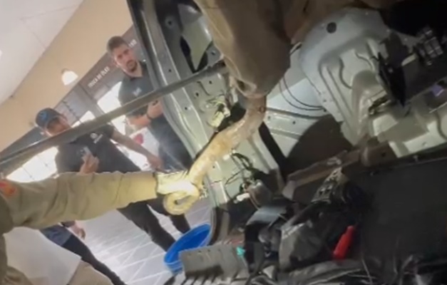 Cobra é encontrada dentro da lanterna de carro em Anápolis