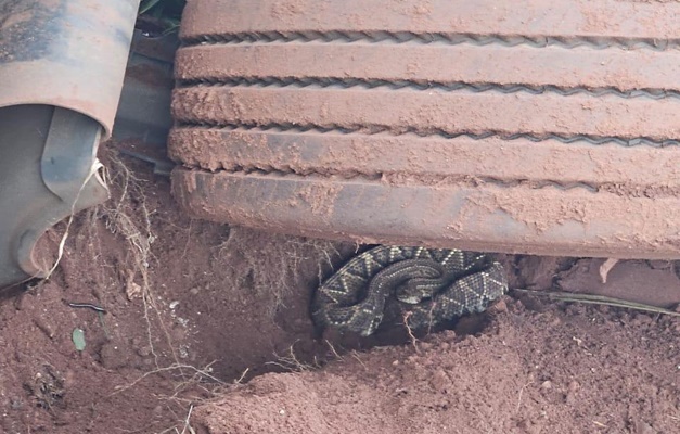 Cobra venenosa é encontrada embaixo de veículo acidentado na BR-060