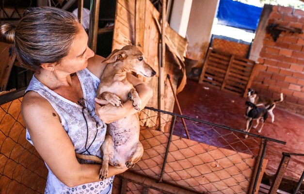 Com 250 cães e gatos, abrigo pede socorro para se manter na Grande Goiânia 