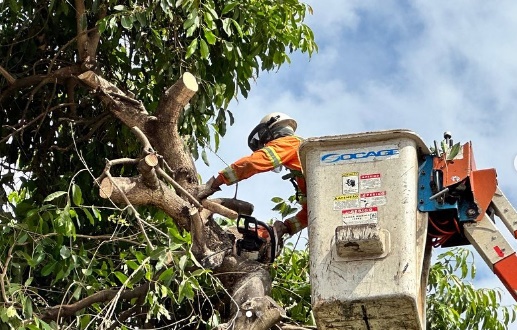 Começa a retirada de mais de 100 jamelões no Parque Amazônia, em Goiânia