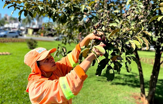 Comurg coleta sementes do Cerrado para produção de mudas em viveiros 