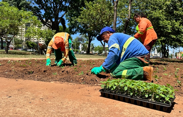 Comurg lança Projeto Florescer Goiânia com mais de 80 mil mudas ornamentais