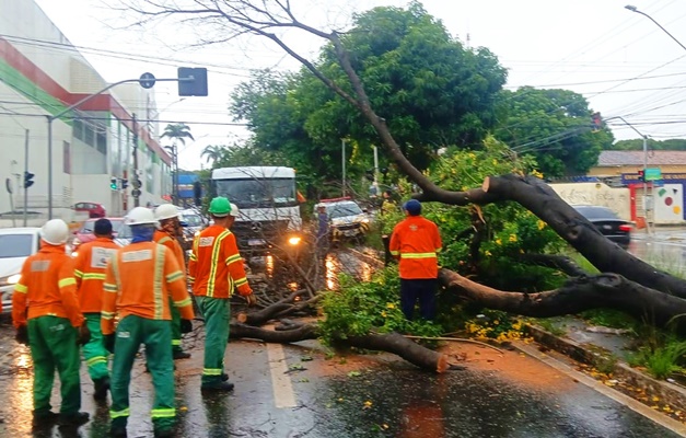 Comurg recolhe 52 árvores e 26 galhos que caíram durante temporal em Goiânia