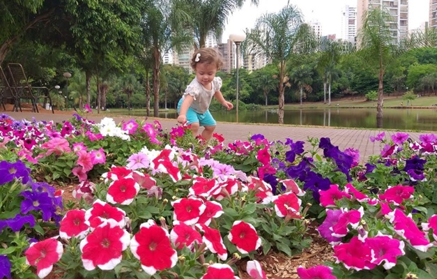 Comurg utiliza material reciclável para produzir flores e árvores em Goiânia