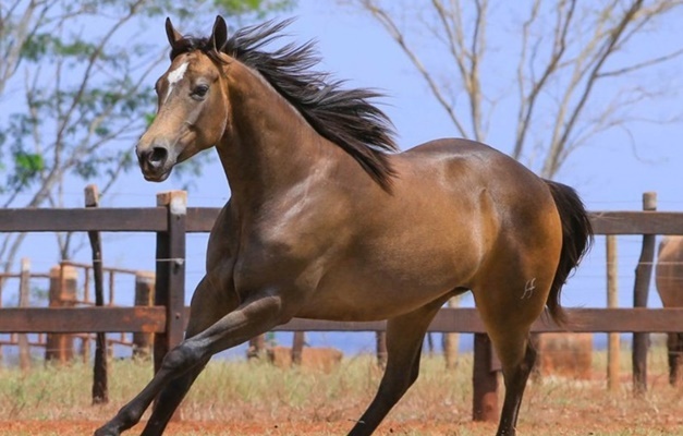 Confira alguns dos cuidados com os cavalos do Jockey Club de São Paulo