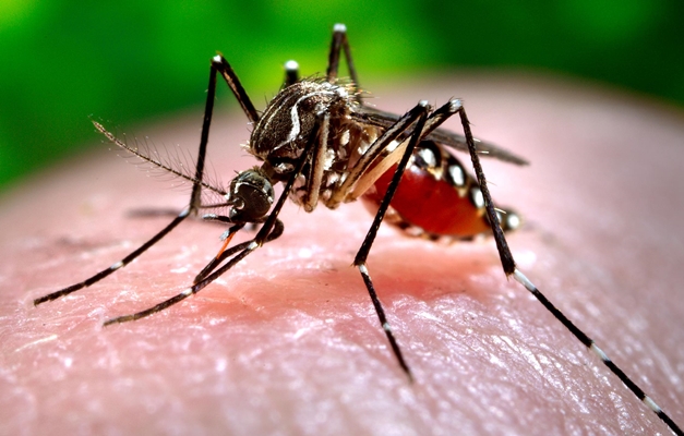 Confirmado primeiro caso autóctone de chikungunya em Goiás