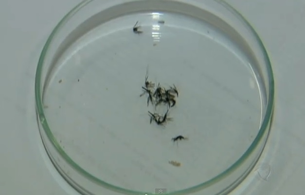 Confirmado sexto caso de malária em Goiânia