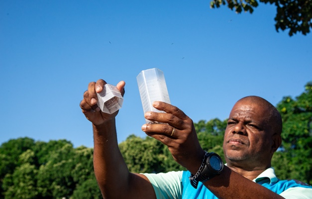 Conheça estratégia que solta mosquitos com bactéria para conter a dengue