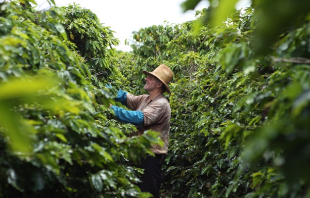 Cooperativas aumentam produtividade na agricultura goiana, aponta estudo