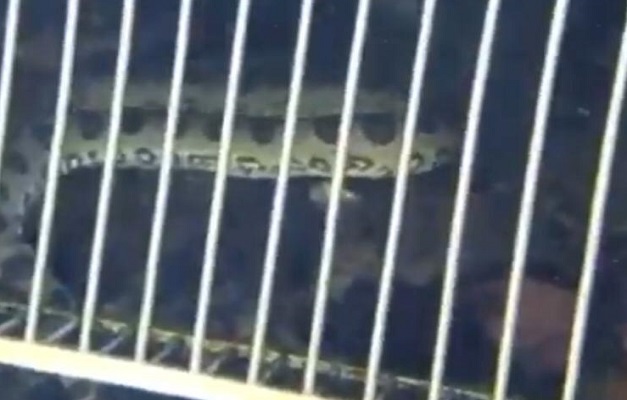 Criança de oito anos encontra cobra em piscina de resort em Rio Quente 