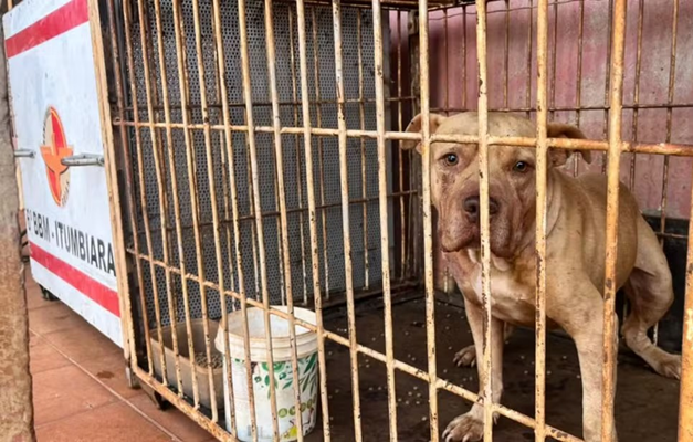 Criança morre após ser atacada por pit bull da família em Itumbiara