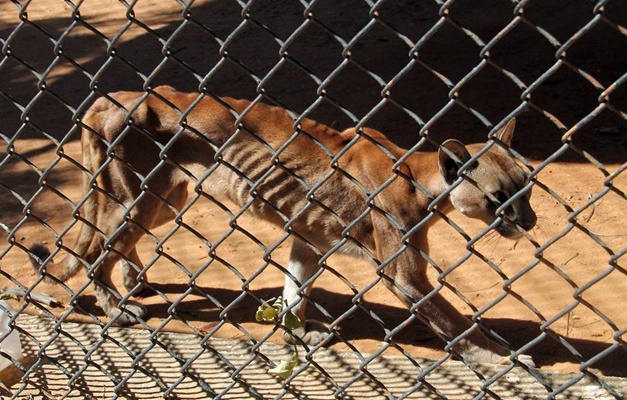 Crise na Venezuela mata de fome até animais em zoológicos