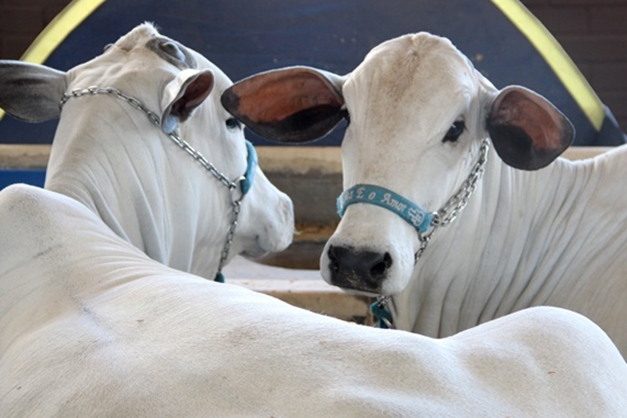 Projeto de melhoramento genético de gado chega a Goiás