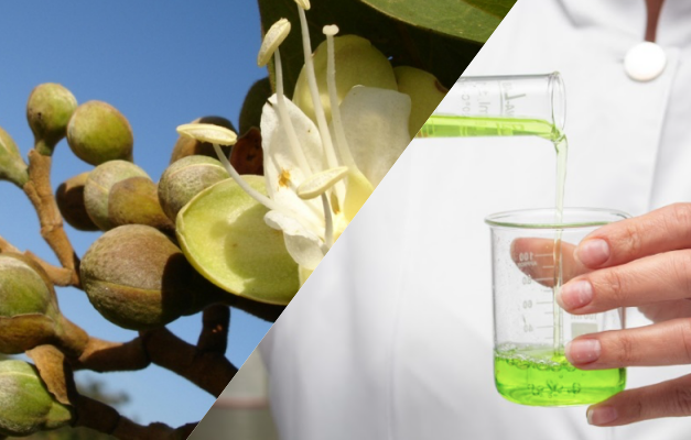 De Goiás para o Brasil: insumos do Cerrado conquistam mercado de cosméticos