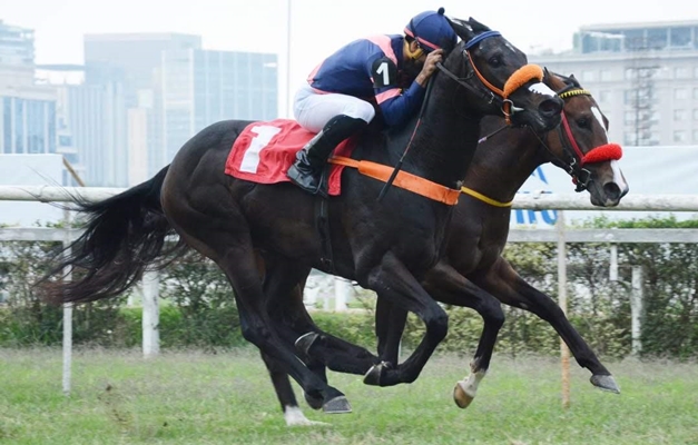 De Pernambuco para as pistas do Jockey Club de São Paulo