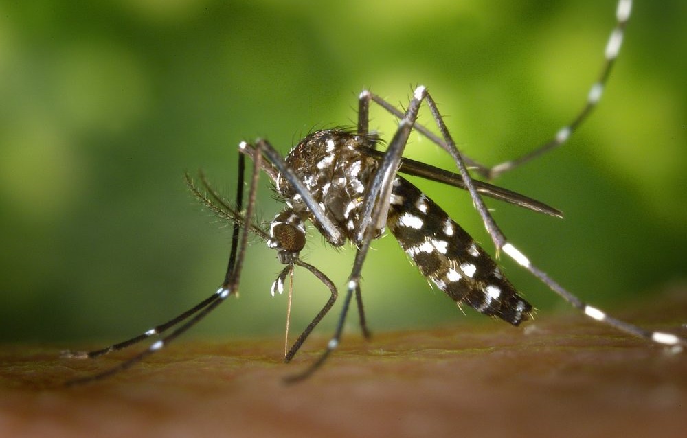 Dengue já causou 149 mortes em Goiás neste ano, 382% a mais que em 2021