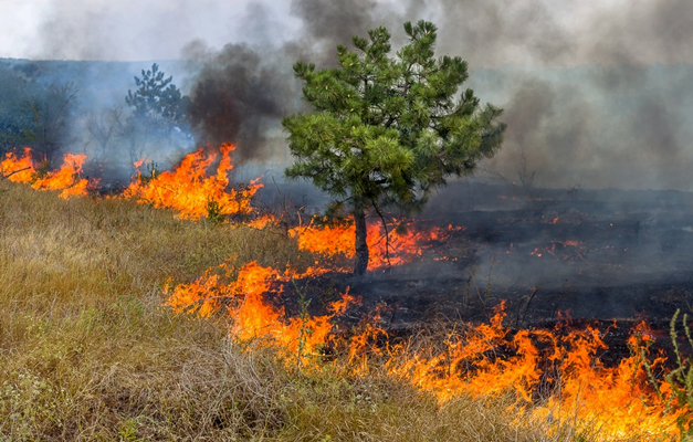 Deputados aprovam criação de Política de Emergências Climáticas em Goiás