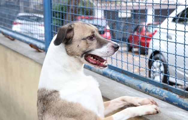 Deputados aprovam obrigatoriedade de registro para cães e gatos em Goiás