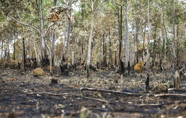 Desmatamento anual cai 51,1% na Amazônia e aumenta 14,6% no Cerrado