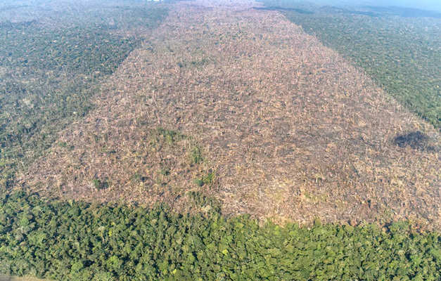 Desmatamento é responsável por mais de 28 mil mortes anuais por calor