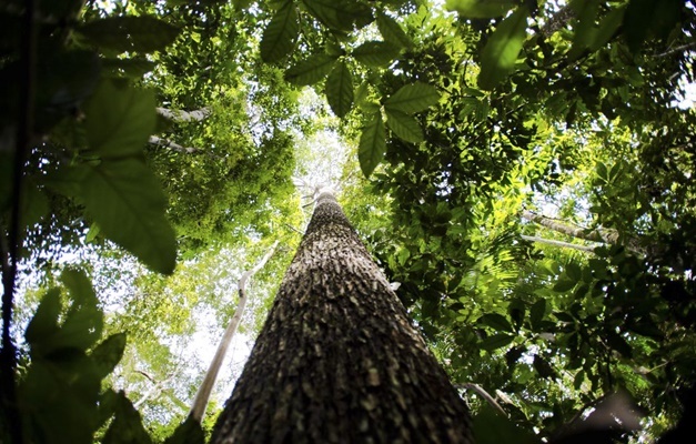 Desmatamento na Amazônia cai 7,4% em um ano; Cerrado tem perda de vegetação recorde no período