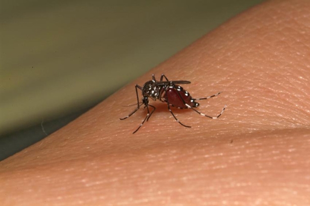 Dez capitais estão em alerta para dengue e chikungunya
