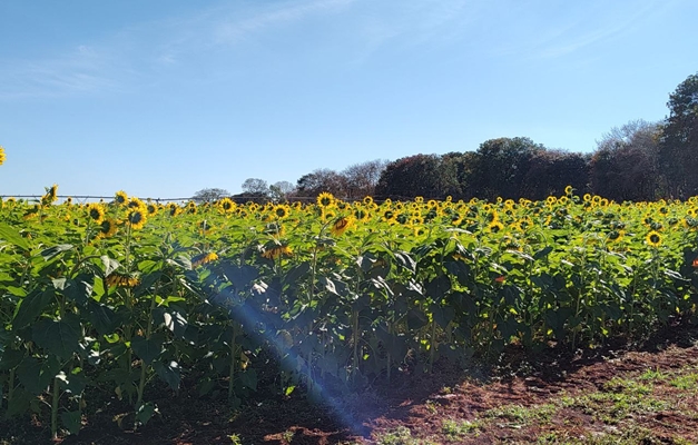 Dia de campo promovido pela Faeg destaca rentabilidade do girassol em Goiás
