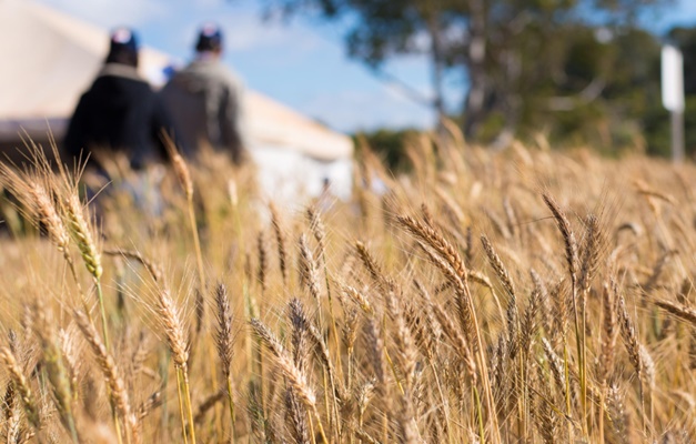 Diversificação de culturas é um dos segredos do sucesso do agro em Goiás