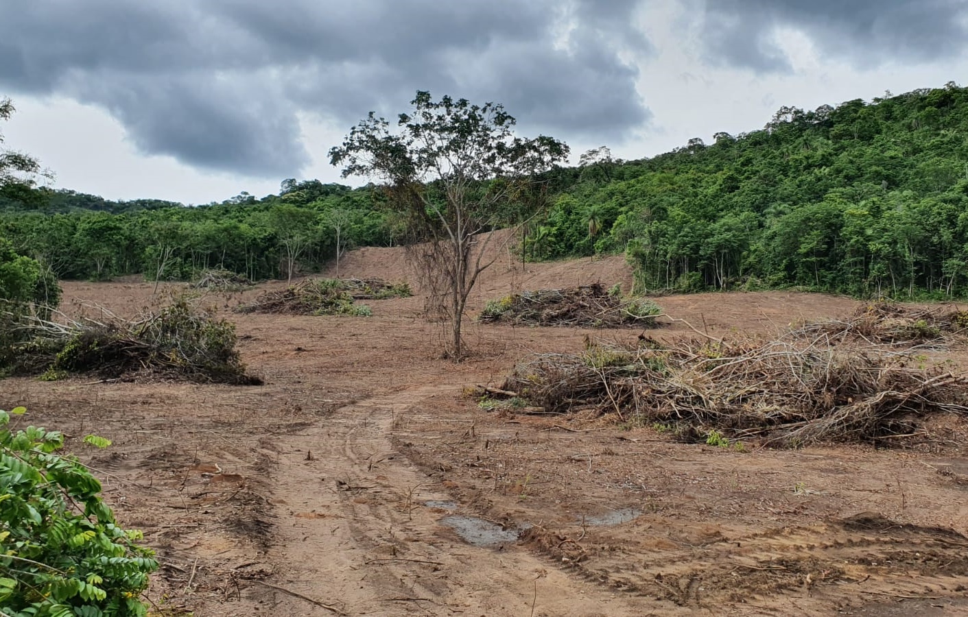 Dono de fazenda é multado em R$ 65 mil por desmatamento ilegal em Minaçu