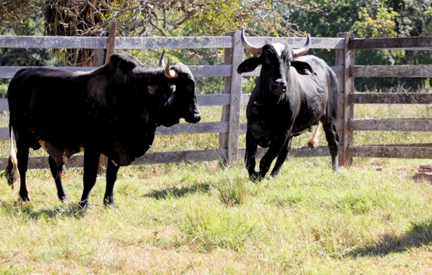 Emater Goiás divulga venda pública de bovinos