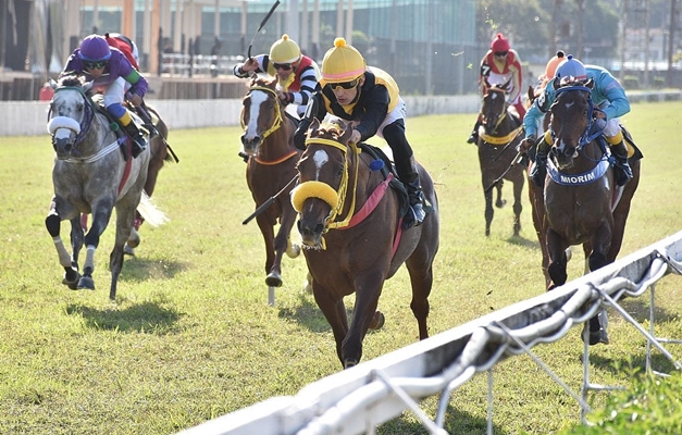 Turfe: como entender e apostar na corrida de cavalos que movimenta