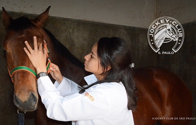 Entenda o processo de seleção dos veterinários do Jockey Club de São Paulo
