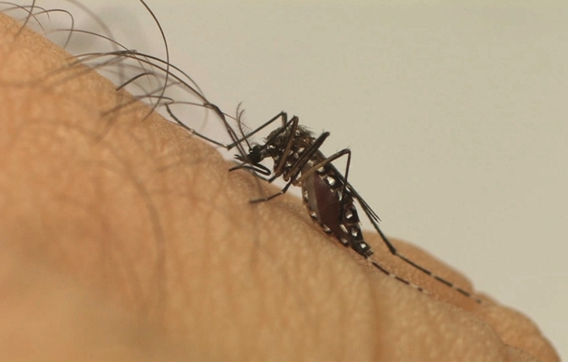 Entenda o que é e como foi descoberta a nova cepa da dengue em Goiás 