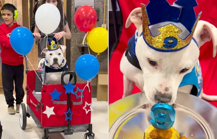 Escola comemora aniversário de cão surdo com parabéns em linguagem de sinais