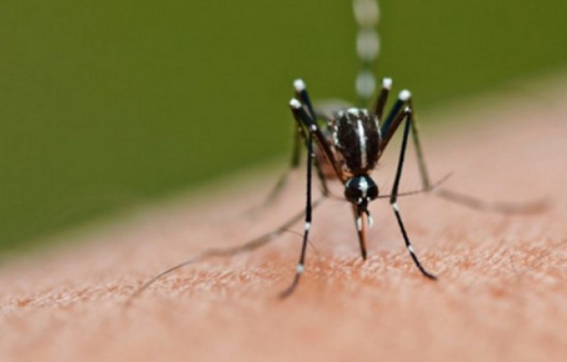 Especialista defende nova estratégia para combate ao Aedes aegypti