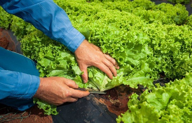 Estabelecimentos agropecuários goianos devem fazer cadastro na Agrodefesa