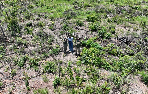 Estado aplica multa de mais de R$ 300 mil por desmatamento em Pirenópolis