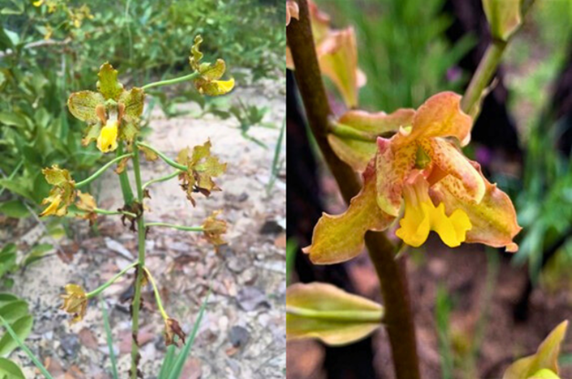 Estudo da UFG detalha oito espécies de orquídeas do Cerrado