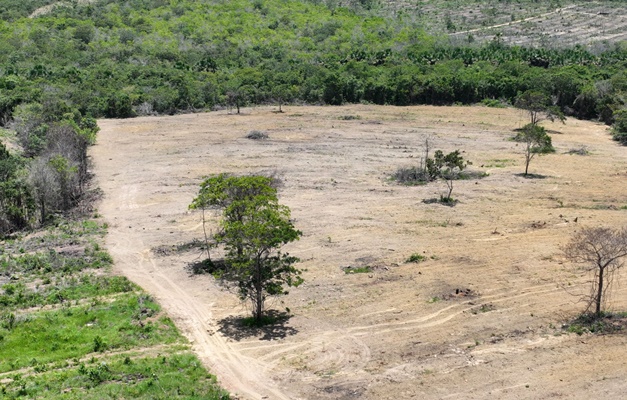 Estudo mostra que desmatamento no Cerrado caiu 48% em janeiro