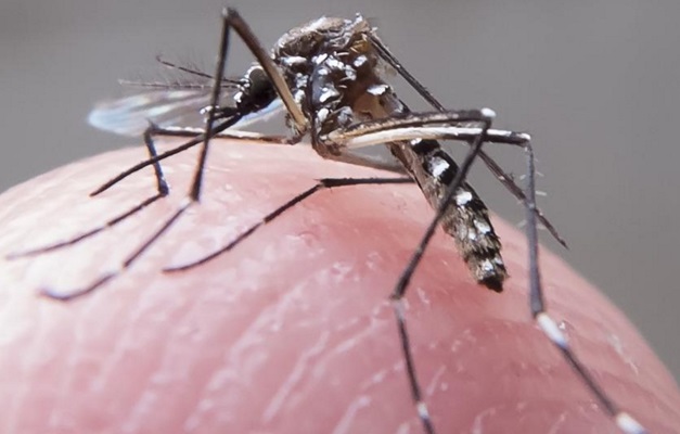 EUA confirmam transmissão do vírus Zika por relação sexual