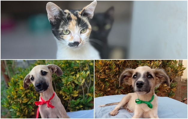 Evento de adoção em Goiânia reunirá mais de 40 cães e gatos