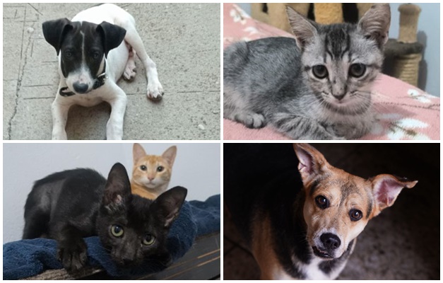 Evento de adoção em Goiânia terá mais de 30 cães e gatos em busca de um lar