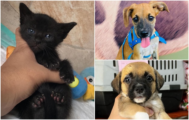 Evento de adoção responsável busca lares para 17 cães e gatos em Goiânia