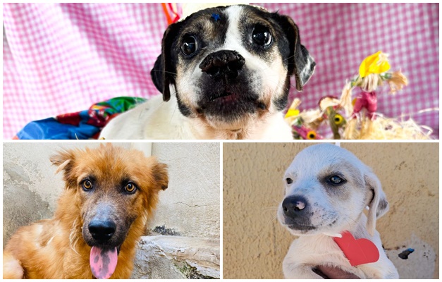 Evento de adoção responsável de pets em Goiânia reunirá 28 cães e gatos