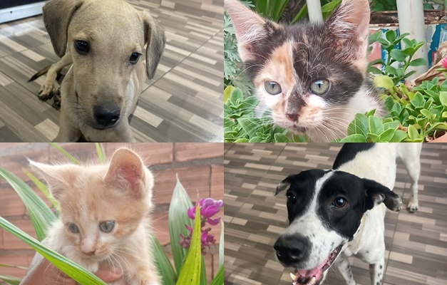 Evento de adoção responsável em Goiânia reúne cerca de 25 cães e gatos
