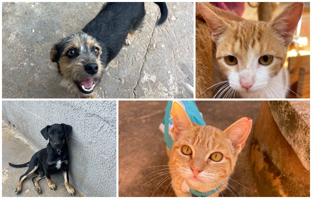 Evento de adoção responsável em Goiânia reúne mais de 30 cães e gatos