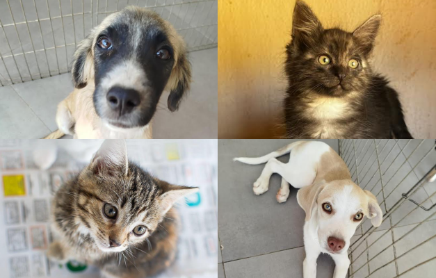 Evento de adoção reunirá 40 cães e gatos em Goiânia