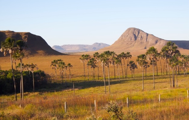 Evento na Câmara de Goiânia vai debater papel do Cerrado no contexto da COP3